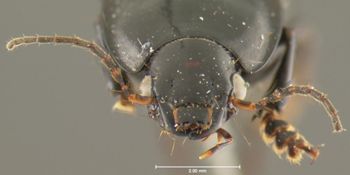 Media type: image;   Entomology 32987 Aspect: head frontal view